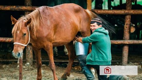 Foto Sering Terabaikan Intip Manfaat Susu Kuda Liar Bagi Kesehatan