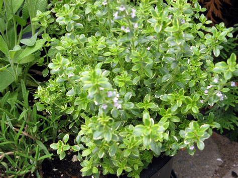 Thyme can be grown in many climates. Buy Thyme Tea: Benefits, How to Make, Side Effects ...