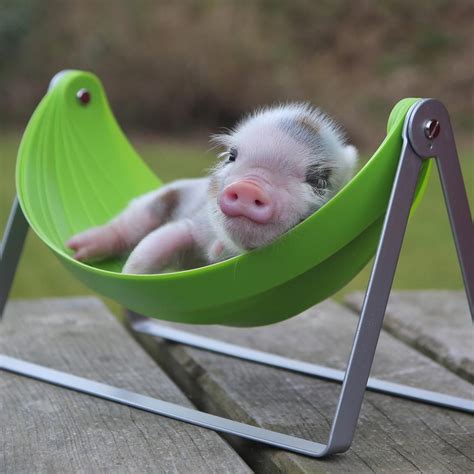 Buzzfeeds Adorably On Twitter Cute Piglets Cute Animals Cute Baby Pigs