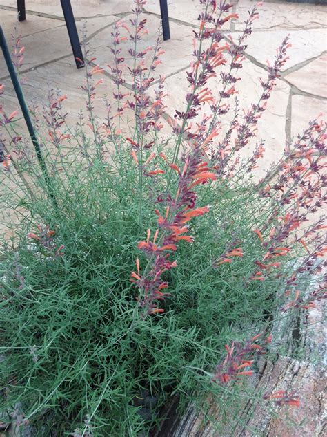 Check spelling or type a new query. How Do I Identify A Flowering Bush / Identifying Flowering ...