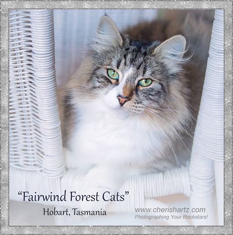 Pet Photography Fairwind Forest Cat Photography Session In Hobart