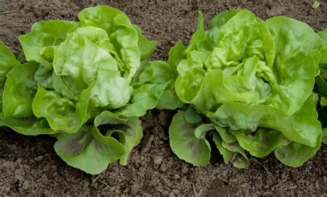 Now you know that while cats can eat. Can Hamsters Eat Butter Lettuce? - Online Hamster Care