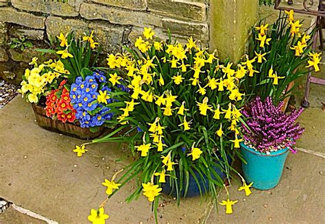 Spring blooms in a small garden, #Holmfirth! | Small garden, Spring blooms, Garden