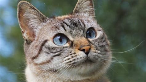 Ces curiosités sur les chats que vous ne connaissiez pas