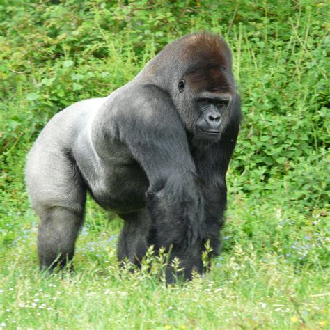 Pictures Of Silverback Gorillias Proud Silverback Gorilla 2048 X 2048