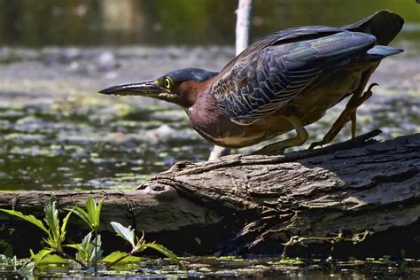 Van Cortlandt Park Birding Bronx Bird Guide Nyc Audubon