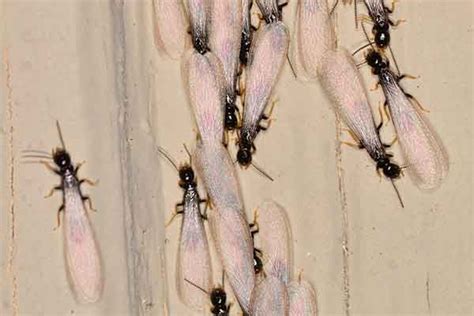 Termites With Wings Identifications