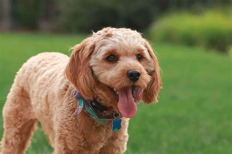 Cavapoo Dog Breed Review Top 5 Best Qualities In Cavapoo Learn