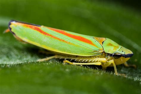 1/9 in lanham im bundesstaat maryland sammelt eine familie auf ihrem grundstück zikaden ein. Läuse, Wanzen und Zikaden - Naturlexikon Bayern