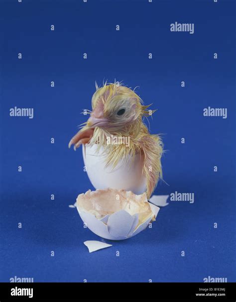 White Hyline Chicken Hi Res Stock Photography And Images Alamy
