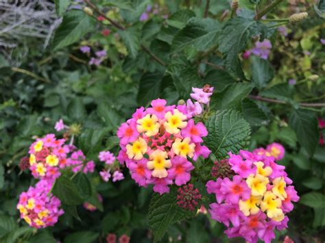 For more information go to. Green Spring Gardens Beauty and History - FuninFairfaxVA