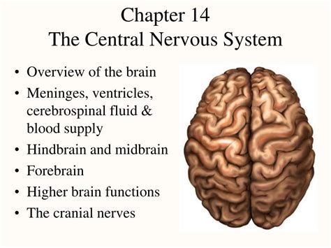 Ppt Chapter 14 The Central Nervous System Powerpoint Presentation