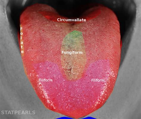 Figure Tongue Taste Buds Statpearls Ncbi Bookshelf