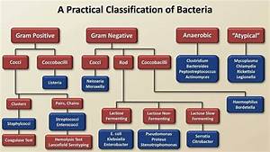 Bacterial Classifications Microbiology Medical Mnemonics Bacterial