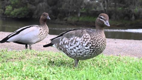 Australian Wood Duck Australian Bird Short Documentary Youtube
