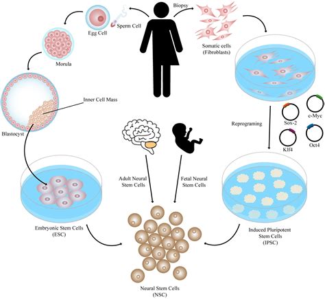 Frontiers Successes And Hurdles In Stem Cells Application And