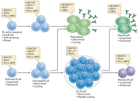 B Cell Activation And Plasma Cell Differentiation Immunopaedia