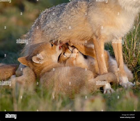 Swift Fox Vulpes Velox Kits Nursing Pawnee National Grassland