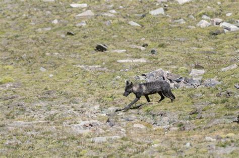 Rare Tibetan Wolf Seen Near Chang La Pass Ladakhindia Stock Image