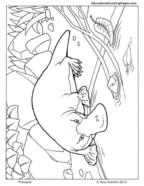 Platypus Coloring Australian Animal Coloring Pages Animal Coloring