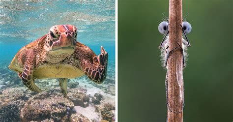 The Winners Of This Years Comedy Wildlife Photography