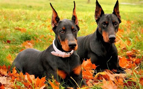 Doberman Dog Breed Puppy Training Care Personality And Pictures