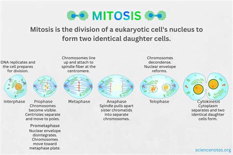 Mitosis Phases Importance And Location