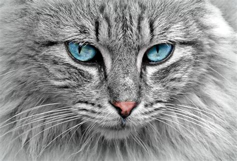photos de chats gratuites libres de droits bibliothèque banque d images gratuites libres de
