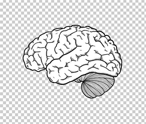 Drawing Human Brain PNG Clipart Area Art Black And White Brain