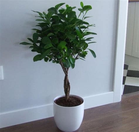 Amazing plants at low prices. Pin on Grow Up!