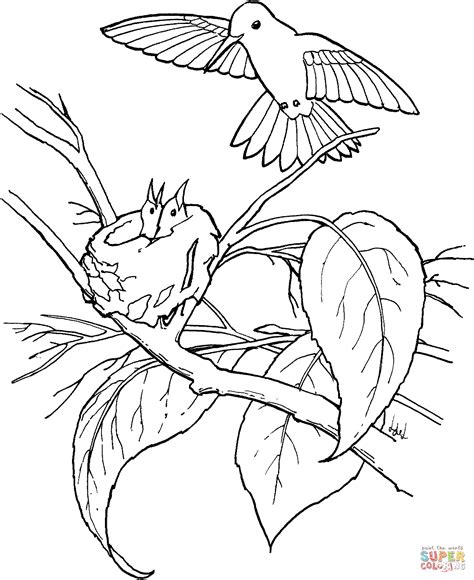 Hummingbird Coloring Pages To Download And Print For Free