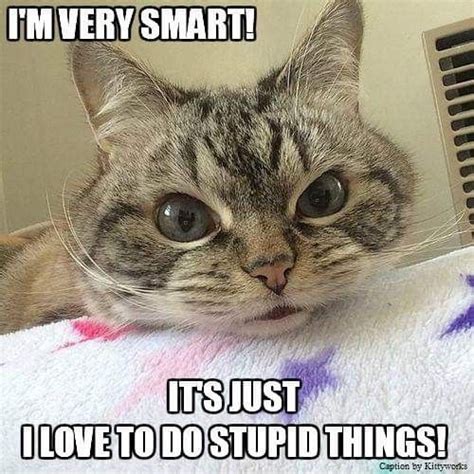 Pin By Cindy Bentley On Katter Funny Cat Memes Cat Purr Cats