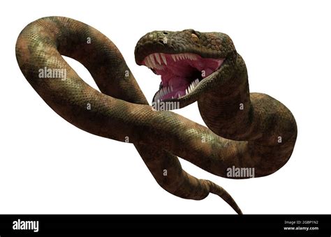 Titanoboa The Biggest Snake That Ever Lived Isolated On White