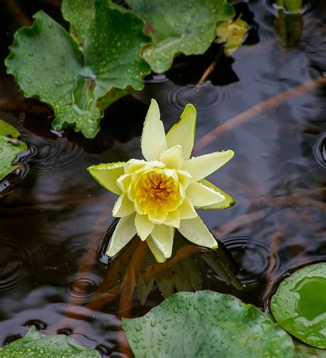 Free Images Water Nature Leaf Flower Green Botany Yellow