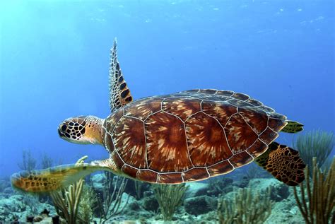 Sự kiện về rùa biển xanh