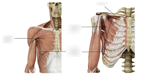 Anterior Axio Appendicular Muscles Diagram Quizlet