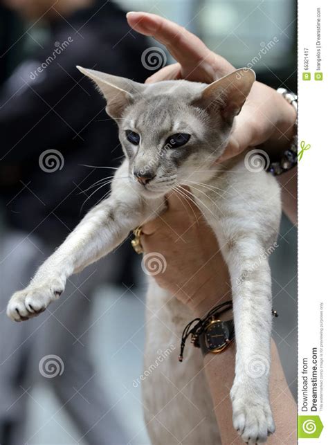 Tabby Pointed Siamese Cat Stock Image Image Of Cute 65321417