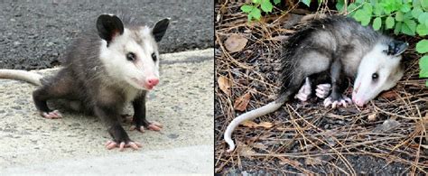 Opossum Habitat Classification Types And More