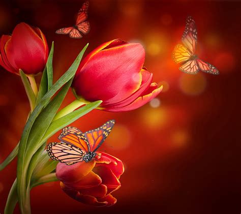 Floral Butterflies Bonito Butterfly Flowers Red Tulips Hd