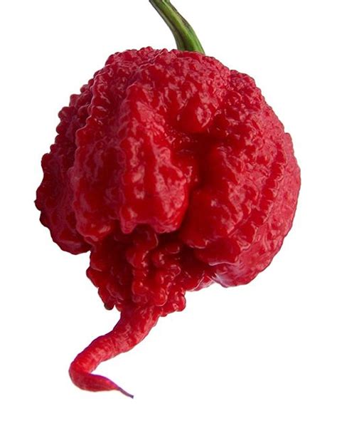 Carolina reaper pepper scoville scale. carolina reaper on the scoville scale