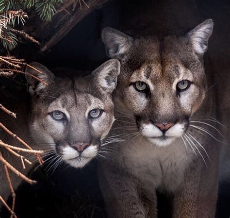 Mountain Lions Rhardcoreaww