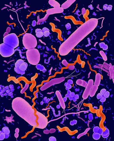 Common Types Of Bacteria Photograph By Dennis Kunkel Microscopyscience