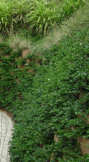 Carissa Macrocarpa Green Carpet Is Excellent Ground Cover For Retaining