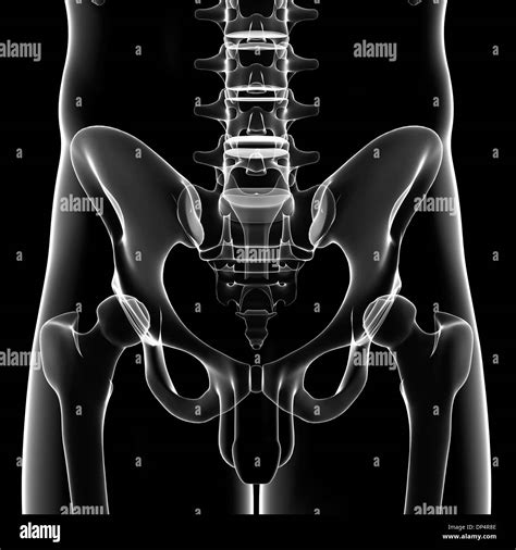 Male Pelvic Bones Artwork Stock Photo Alamy