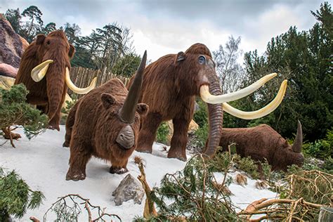 A safari park with more than 140 species of animal, including all the big hitters from africa. photo-iceage-mammoths-600px - Safari Lodges at West ...