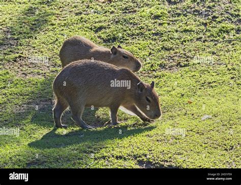Vienna Austria 29th Aug 2022 Capybara Hydrochoerus Hydrochaeris