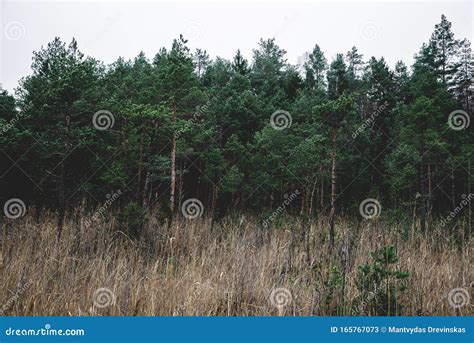 Pine Trees In Lithuanian Forest Stock Image Image Of Misty Trunk