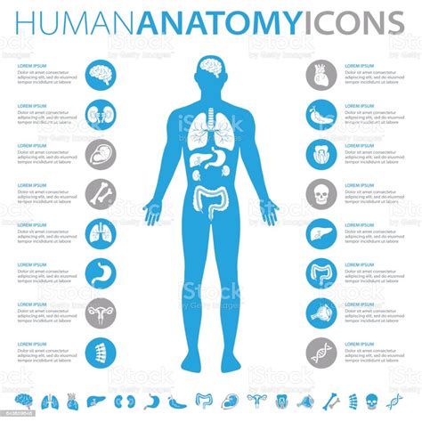 Human Anatomy Icons Stock Illustration Download Image Now The Human