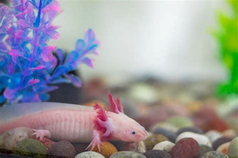 Meet The Ever Young Mysterious Animal The Axolotl Natech4kids