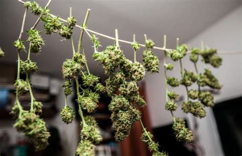 Properly Dried The 15 Best Weed Strains Right Now Complex